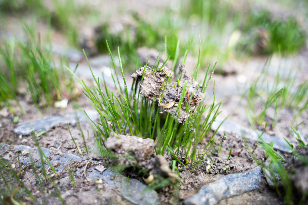 植物,绿色,秧苗