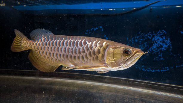arowana