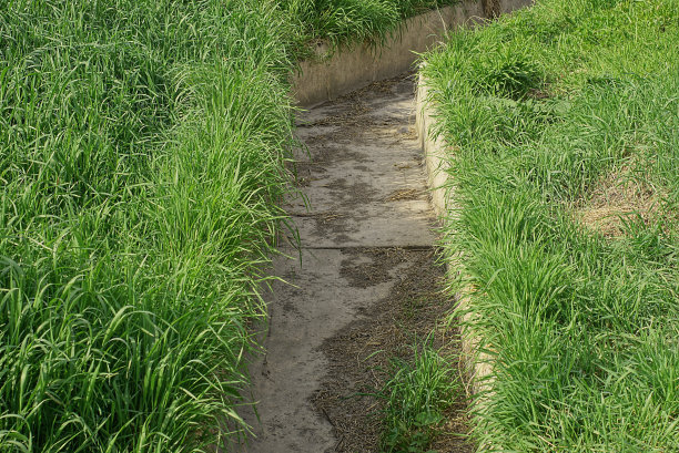 ditch