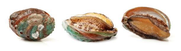 conch