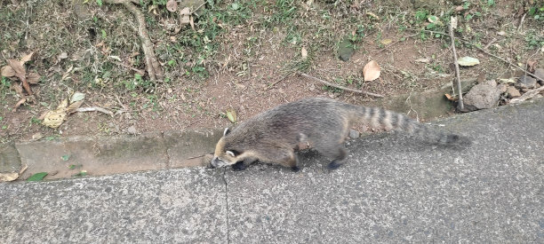 coatimundi