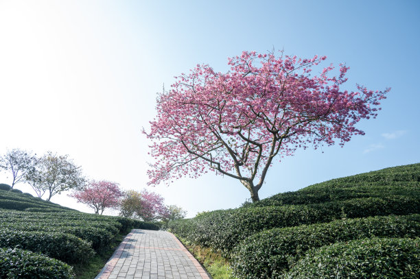 fujian