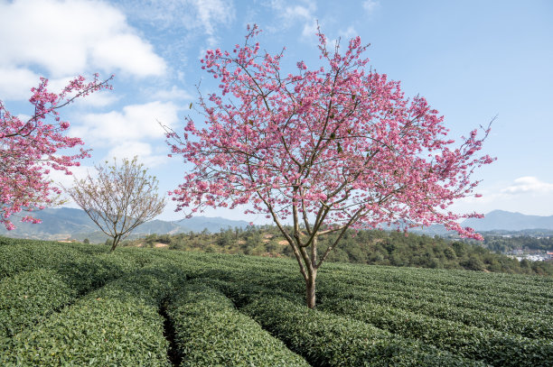 fujian