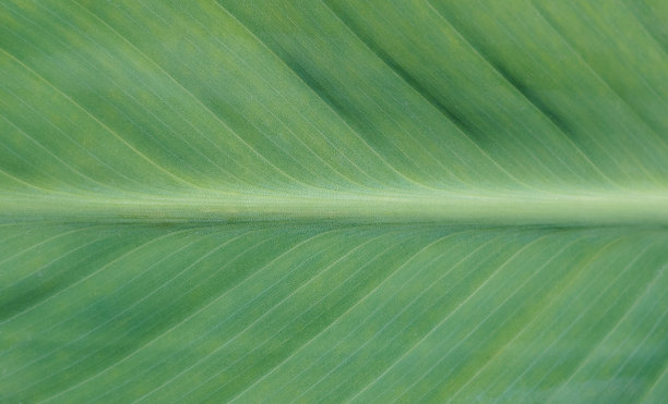 热带植物叶子抽象背景