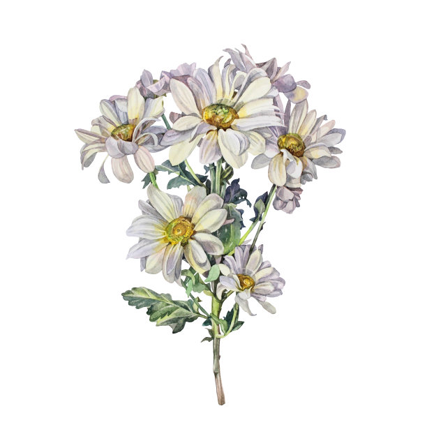 中草药菊花插画