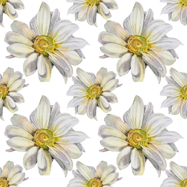 中草药菊花插画