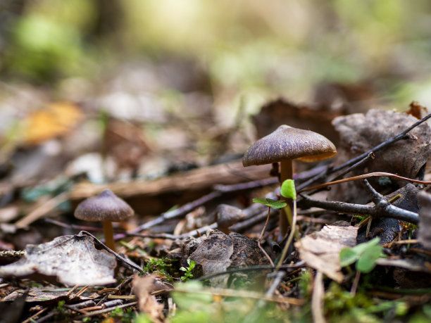cortinarius