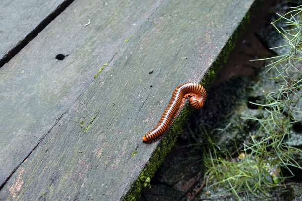 millipede