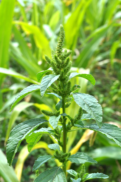 gomphrena