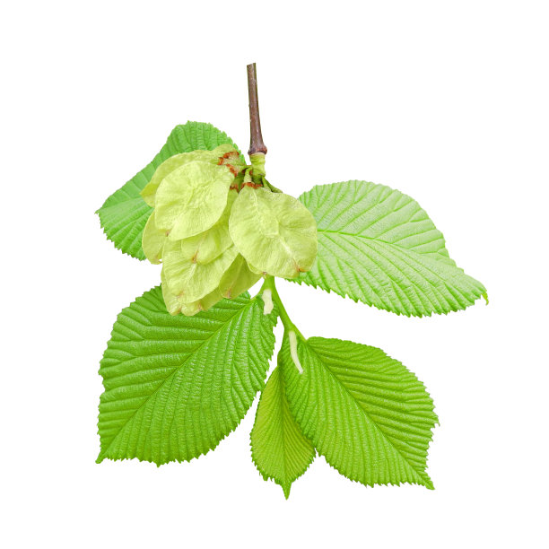 elm