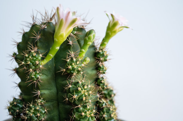gymnocalycium