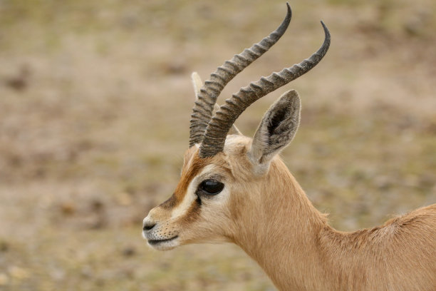 antelope
