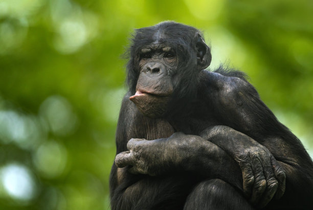 ape
