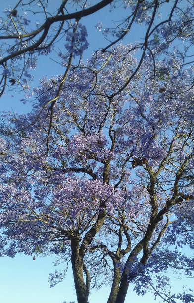 jacaranda