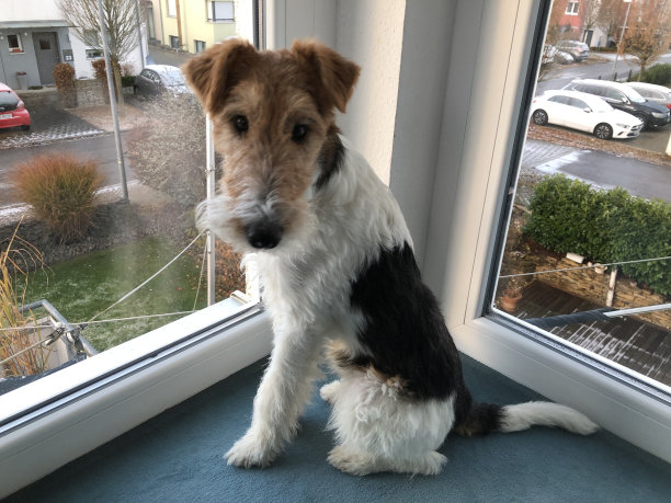 airedale