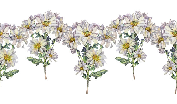 中草药菊花插画