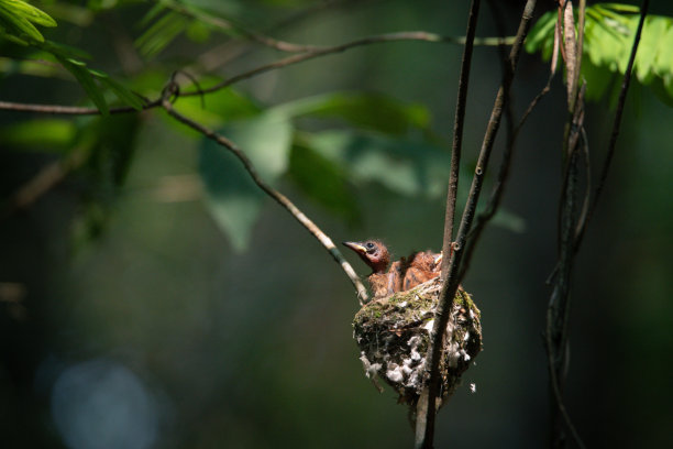 perched