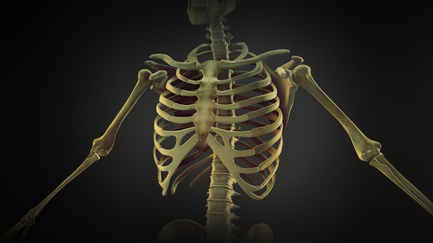 skeleton