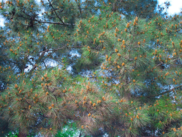 松科,常绿树,针叶