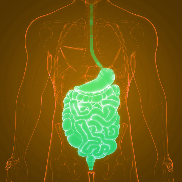 digestion