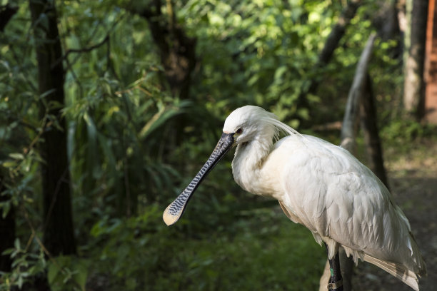 spoonbill