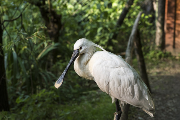 spoonbill