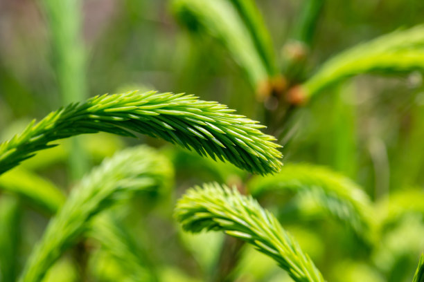 spruce