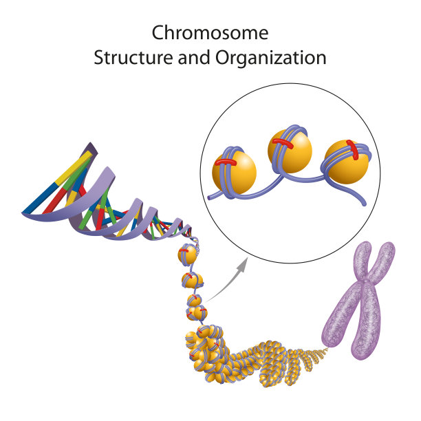 chromosone