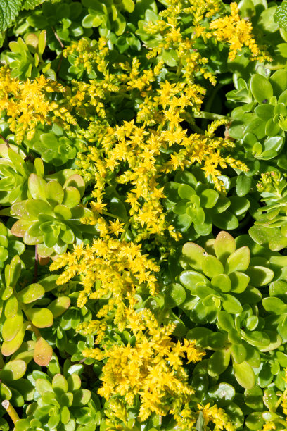 sedum