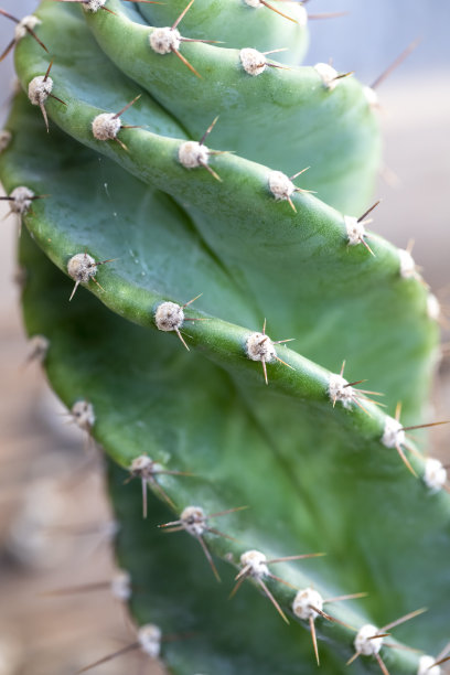 saguaro
