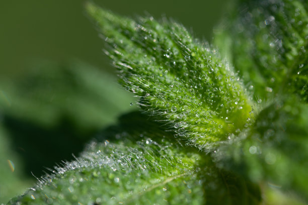 nettles