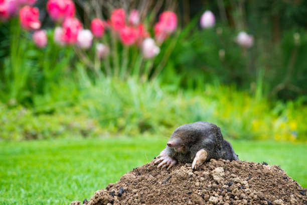 mole