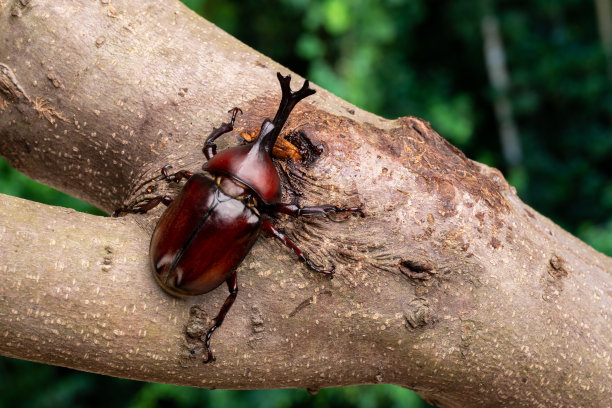 beetles