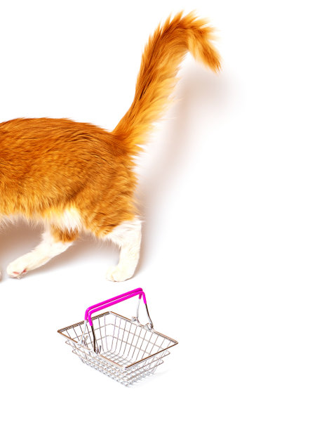 小猫,斑纹猫,纯种猫