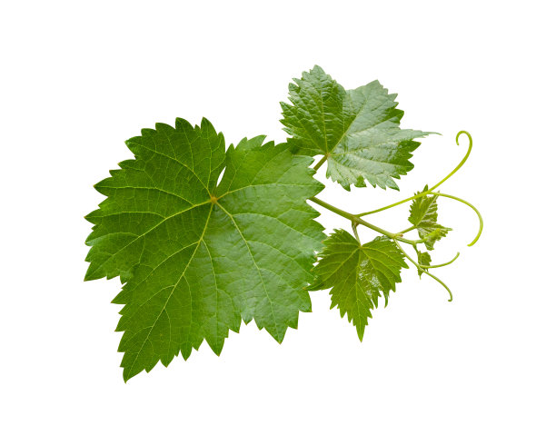 vineyard