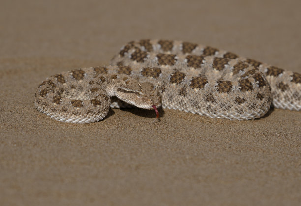 atheris