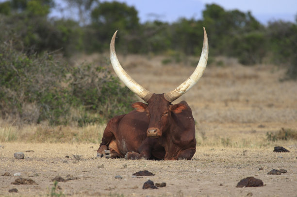 horned