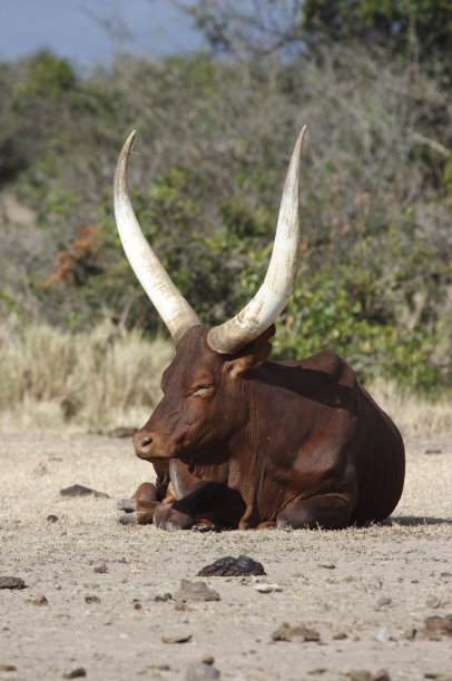 horned