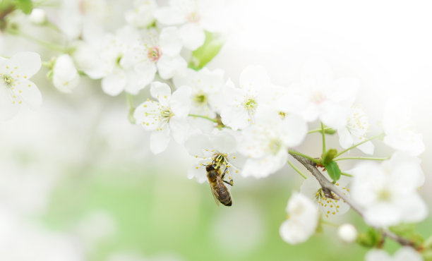 会飞的花