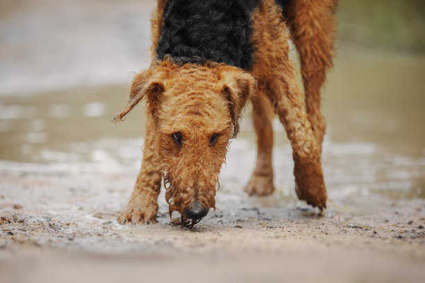 airedale