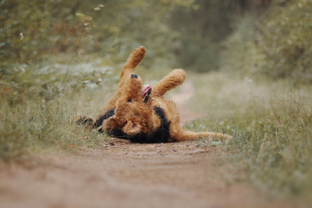 airedale