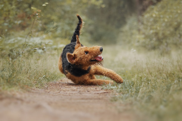 airedale