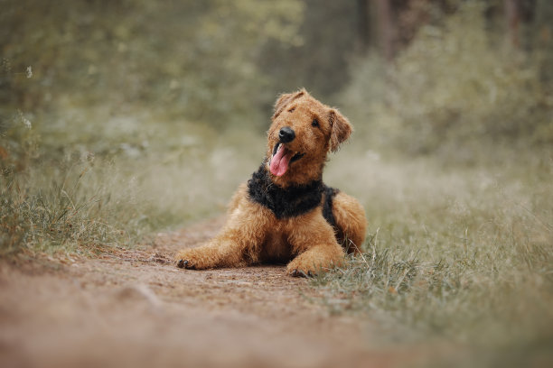 airedale