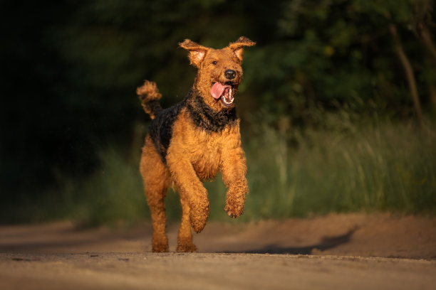 airedale