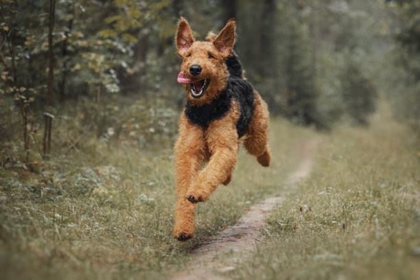 airedale