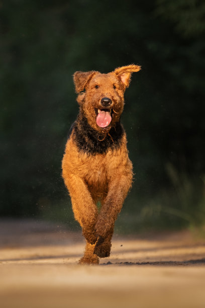 airedale