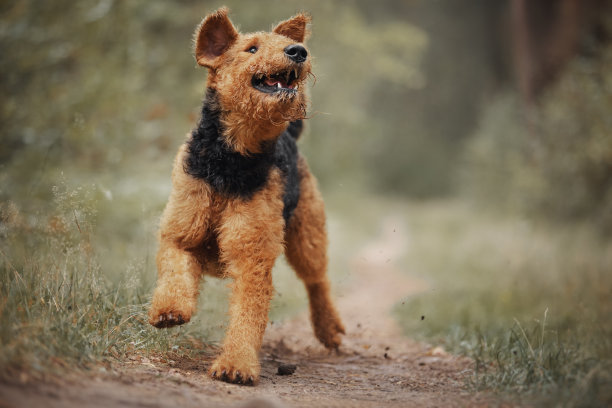 airedale