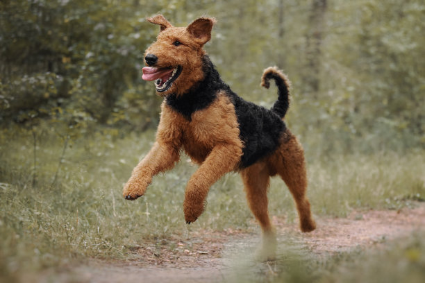 airedale