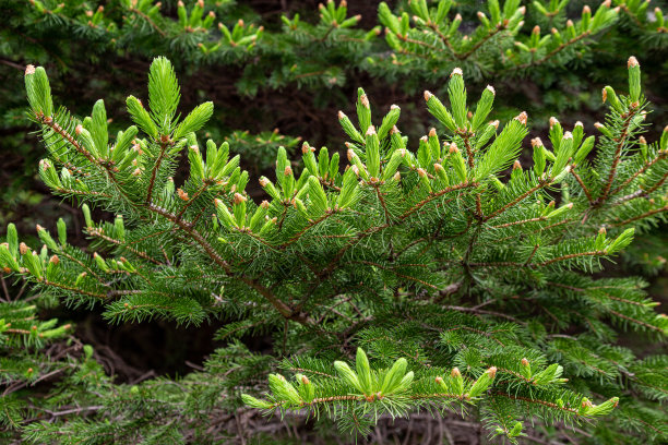 spruce