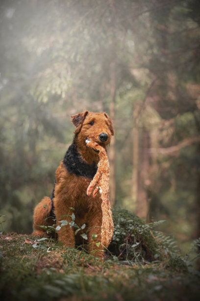 airedale